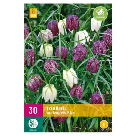 Mix 30 Bulbes Fritillaria Meleagris