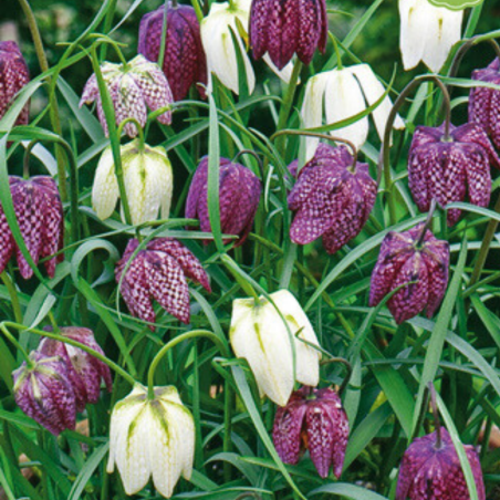 Mix 30 Bulbes Fritillaria Meleagris