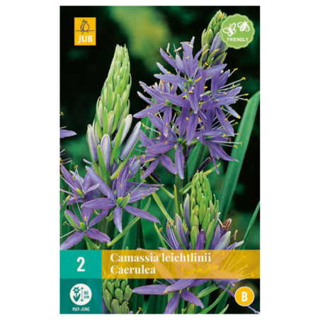 2 Bulbes Camassia Leichtlinii Caerulea