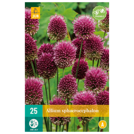 25 Bulbes Allium Sphaerocephalon