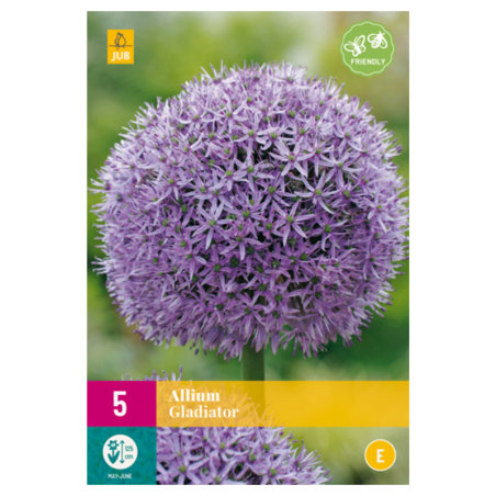 5 Bulbes Allium Gladiator