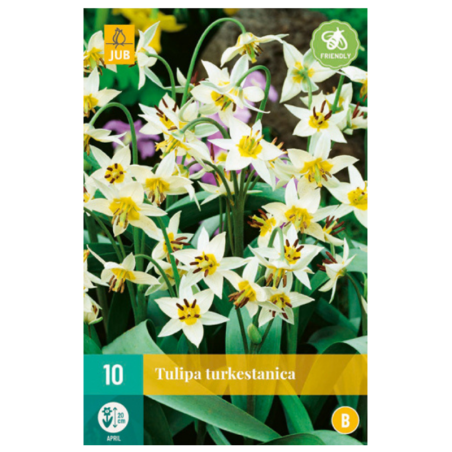 10 bulbes Tulipes Turkestanica