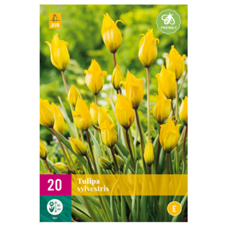 20 bulbes Tulipes Sylvestris