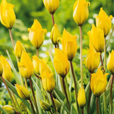 20 bulbes Tulipes Sylvestris