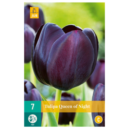 7 bulbes de Tulipes Queen of Night