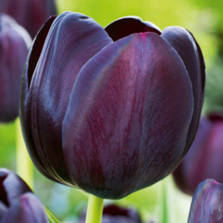 7 bulbes de Tulipes Queen of Night