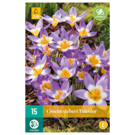 15 Bulbes Crocus Sieberi Tricolor