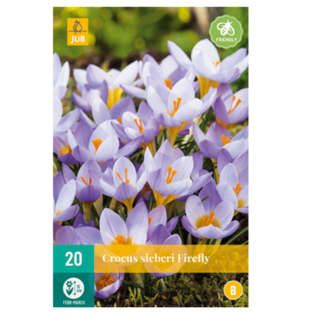 20 Bulbes Crocus Sieberi Firefly