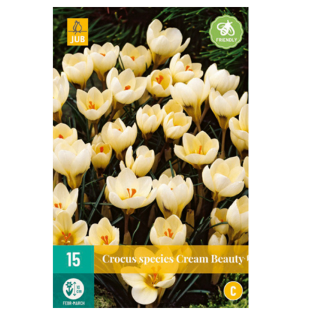 15 Bulbes Crocus Cream Beauty