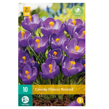 10 Bulbes Crocus Flower Record