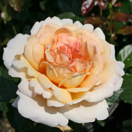 Rosier Grande Duchesse Louise