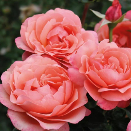 Rosier Coral Lions-Rose