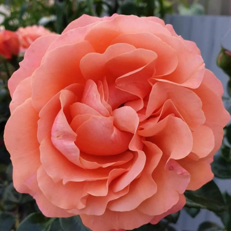 Rosier Coral Lions-Rose