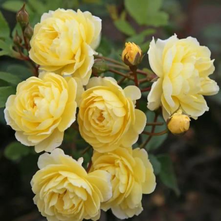 Rosier Grimpant Lemon Siluetta