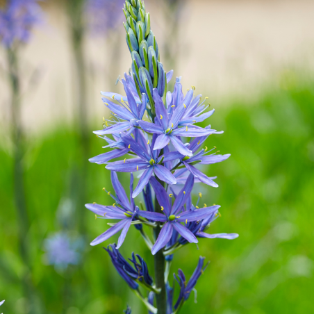 2 Bulbes Camassia Leichtlinii Caerulea