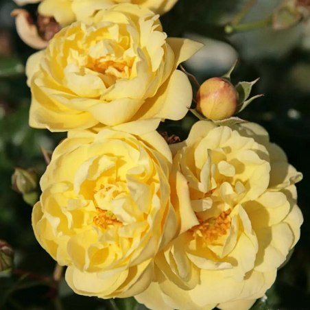 Rosier Buisson Sunny Rose