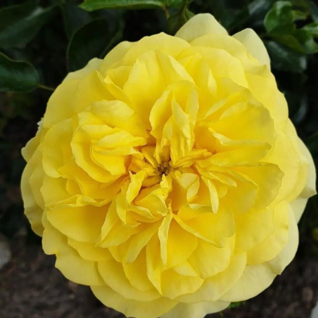 Rosier floribunda Solero