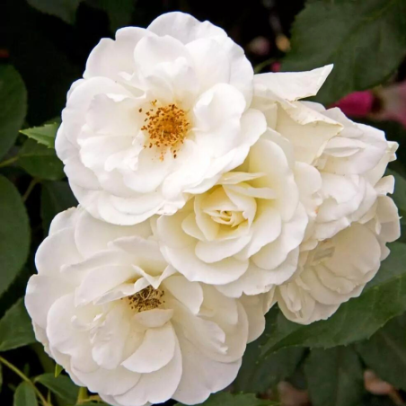 Rosier floribunda Schneewittchen