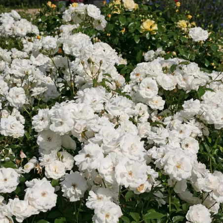 Rosier floribunda Schneewittchen