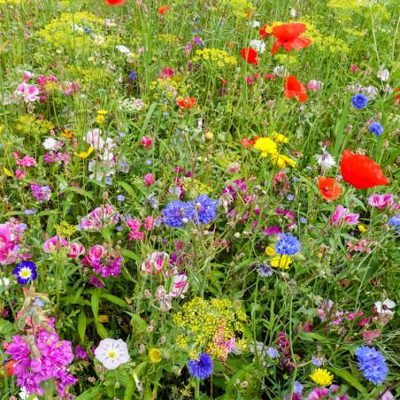 Sachet de graines de Fleurs pour Abeilles