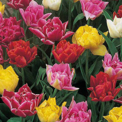 Bulbes de tulipes hâtives doubles, paq. 30
