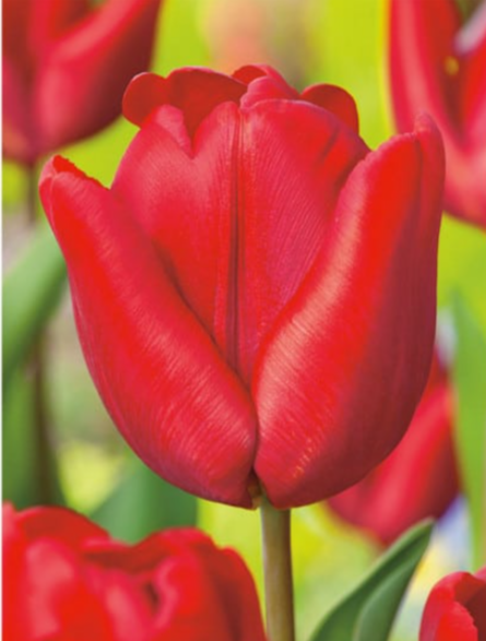 Tulipe rouge : fleur à planter