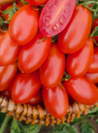 plantation-tomate