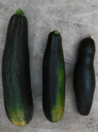 quand courgettes planter au jardin