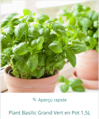 Achat de plant de basilic pas cher en ligne