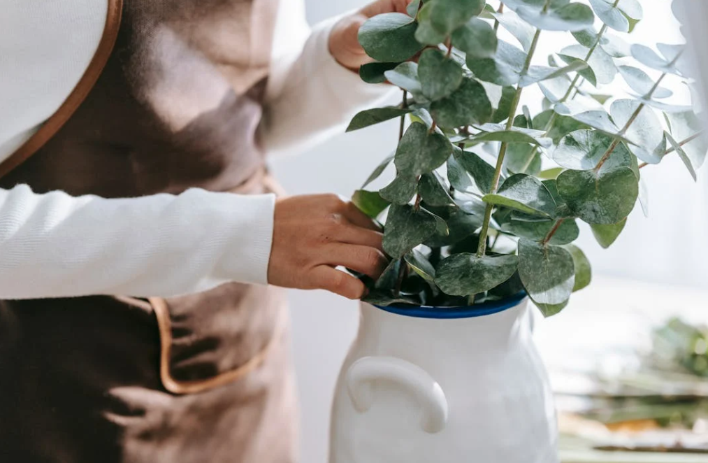 eucalyptus : Arbuste en pot à faire grandir à la maison