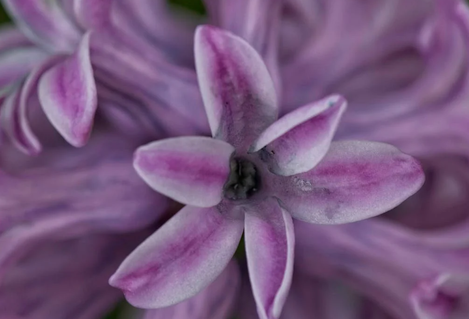 Bulbes pour fleur de jacinthe pas cher