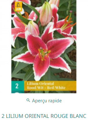 Amaryllis orientales rouges et blanc