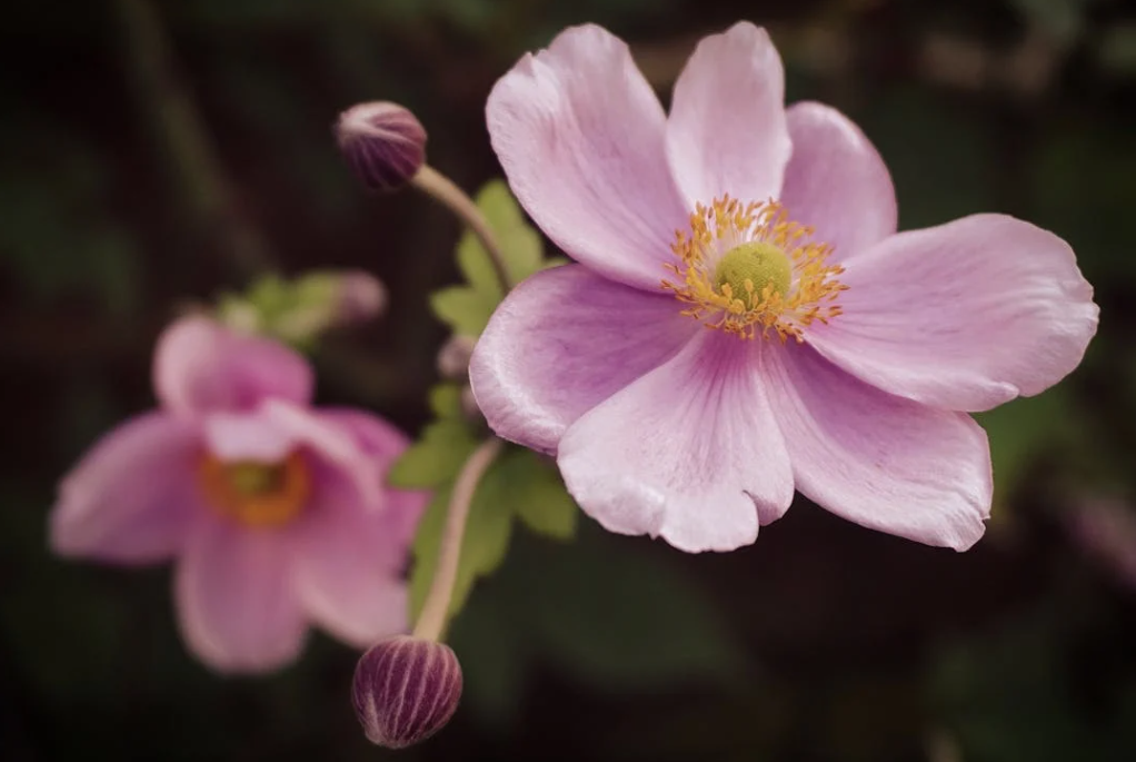 Anémone japonaise fleur inédite