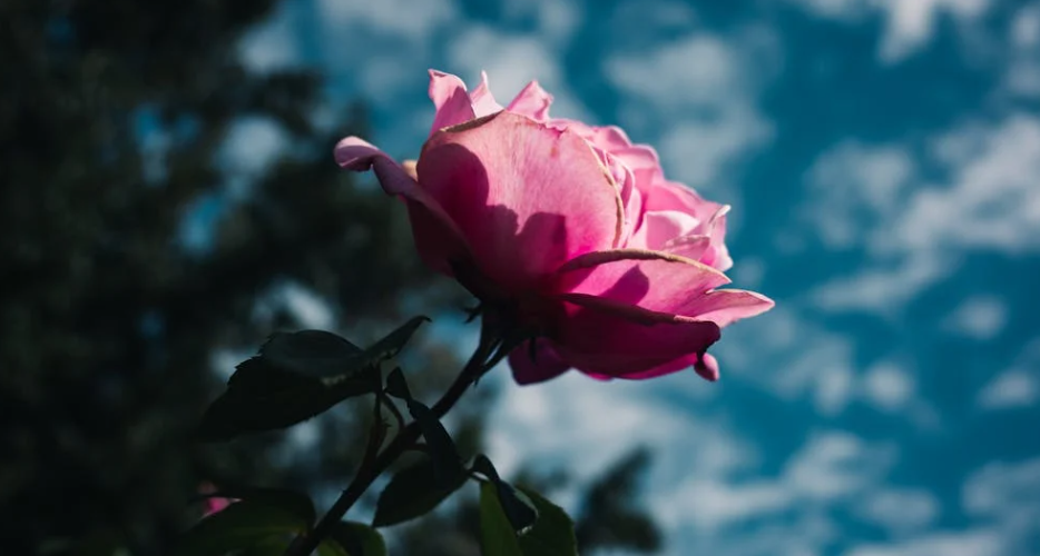 Prendre soin de son rosier et ses roses couleur rose