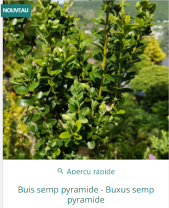 Buis Buxus Boule : Arbuste bon Prix - Vente & Achat en ligne