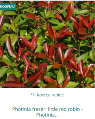 Arbuste Photinia red robin pour Haie au meilleur Prix