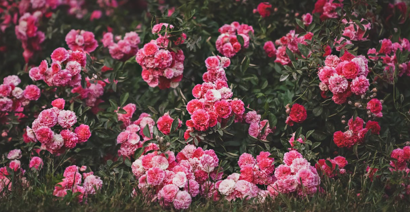 Arbuste rosier à planter et tailler