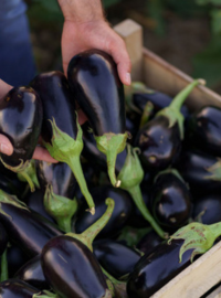 ou-semer-aubergines