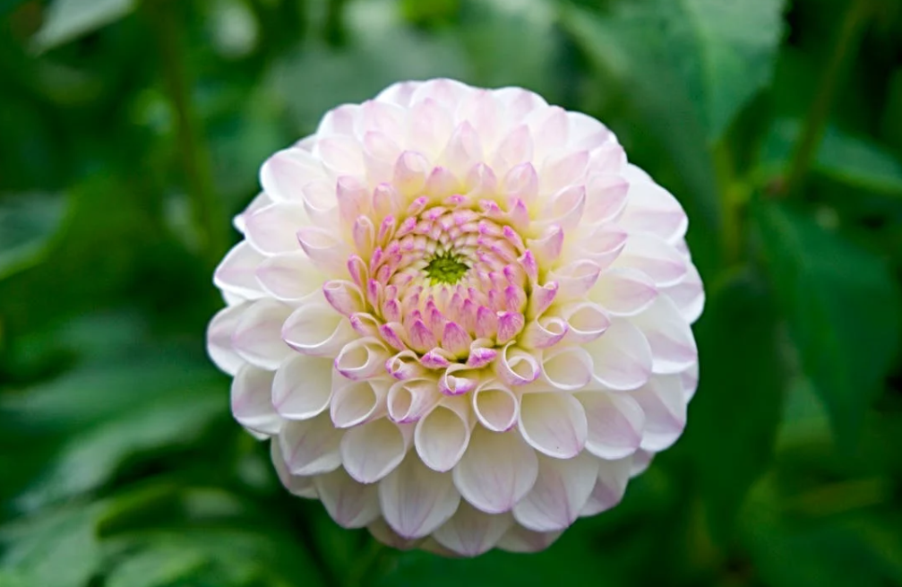 Comment conserver les bulbes de Dahlias ?