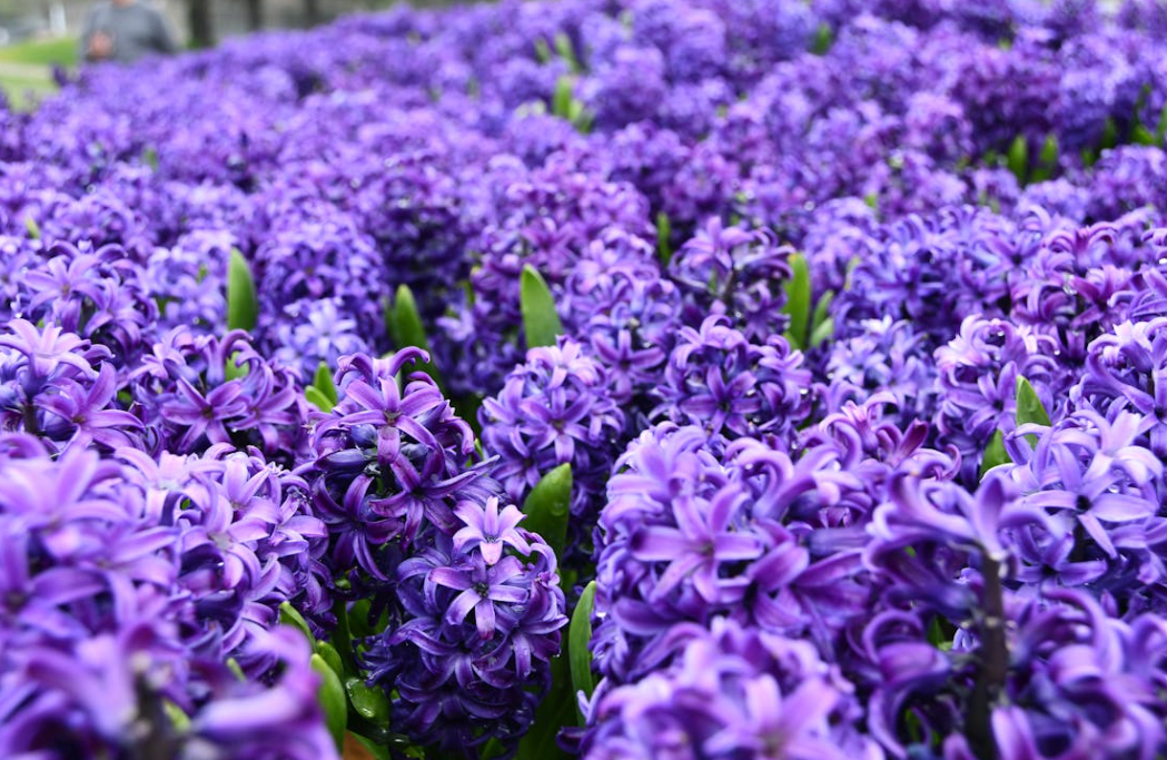 Champ de jacinthes violettes magnifique