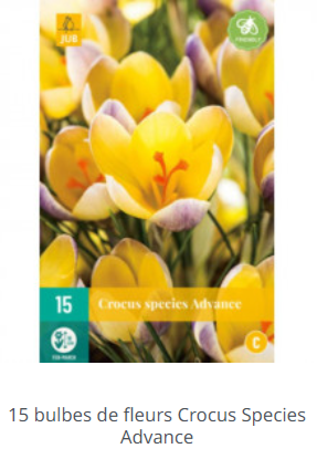 Achat Bulbe de Crocus : Livraison bulbes de fleur en ligne