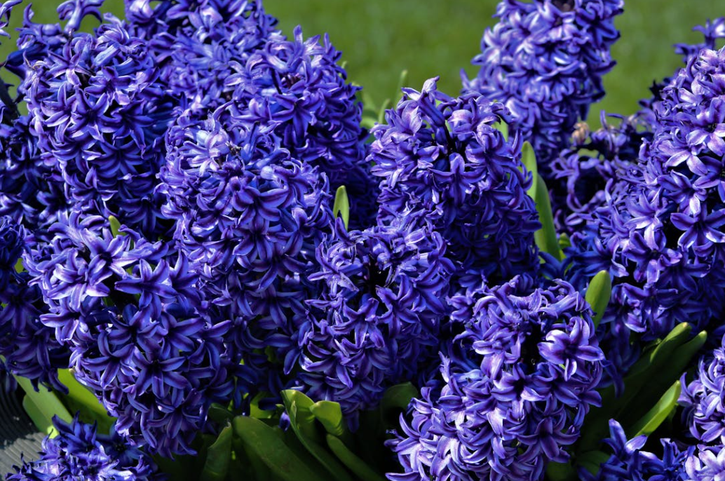 La jacinthe est la meilleure fleur