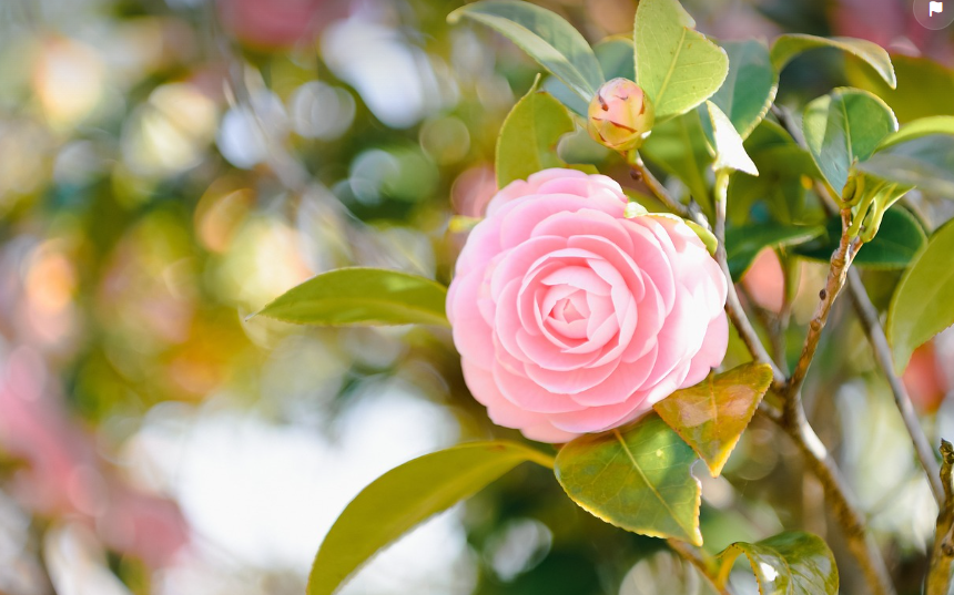 Acheter son arbuste de Camélia du Japon coloré en pot pour le jardin