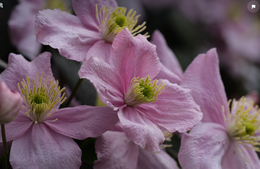 J'adore les clématites rose du jardin