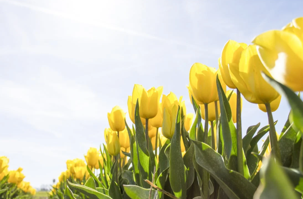 Bulbes de tulipes en ligne pas cher