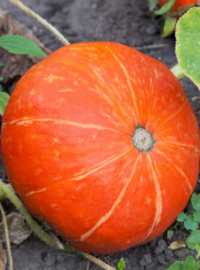 plantation-courgettes