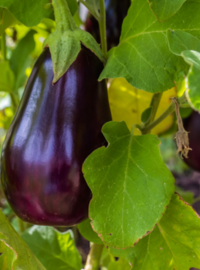 semi-aubergine-quand