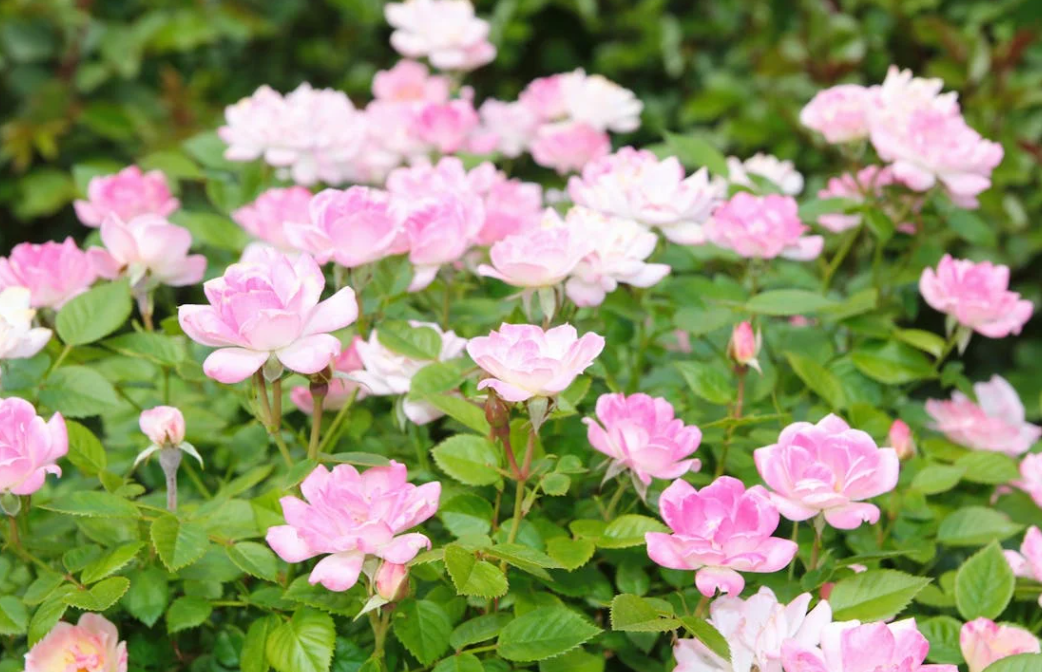 Rosier dans le jardin : comment le bouturer