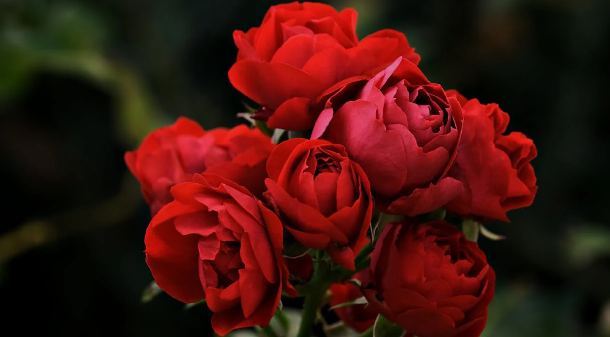 Rosier avec roses rouges très belles