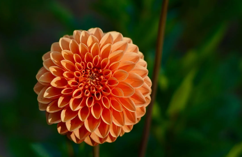 Bulbe dahlia au jardin : planter quand et comment ?